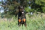 DOBERMANN 021